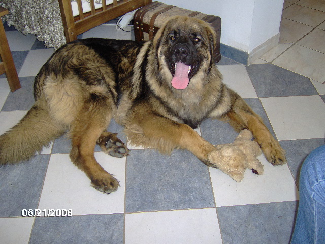 Chinook des amours de léos