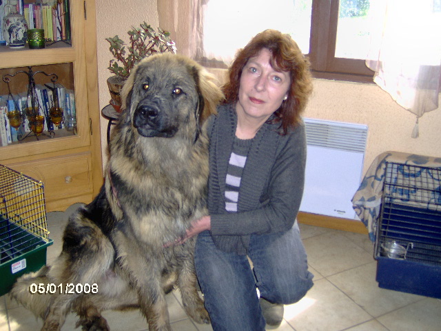 Chinook des amours de léos