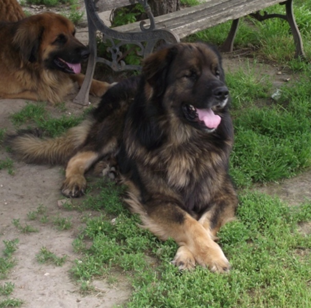 Chinook des amours de léos