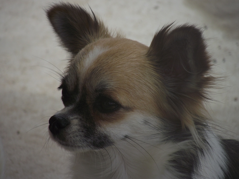 Publication : des amours de léos Auteur : SYLVIE LE MAITRE