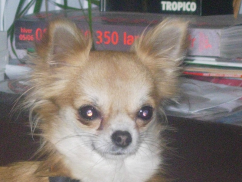 Publication : des amours de léos Auteur : sylvie le maitre