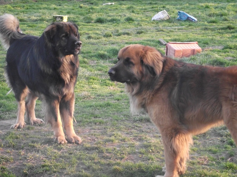 Chinook des amours de léos