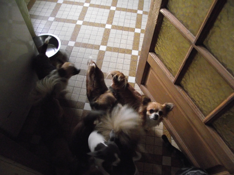 Publication : des amours de léos Auteur : sylvie le maitre