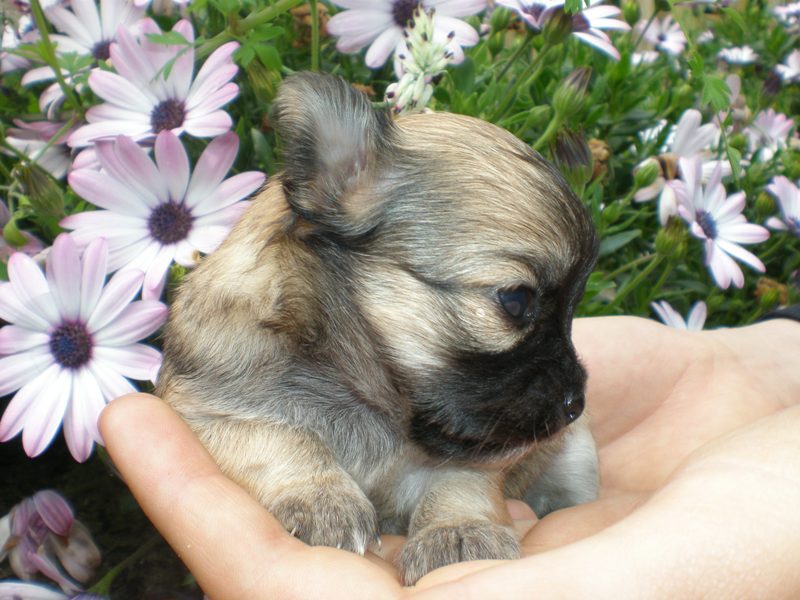 Publication : des amours de léos Auteur : sylvie le maitre