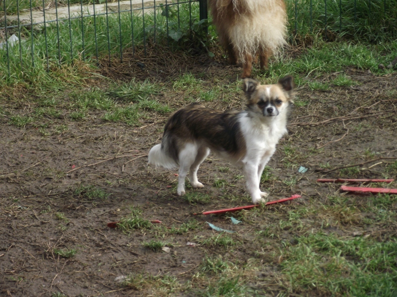 Publication : des amours de léos Auteur : SYLVIE LE MAITRE