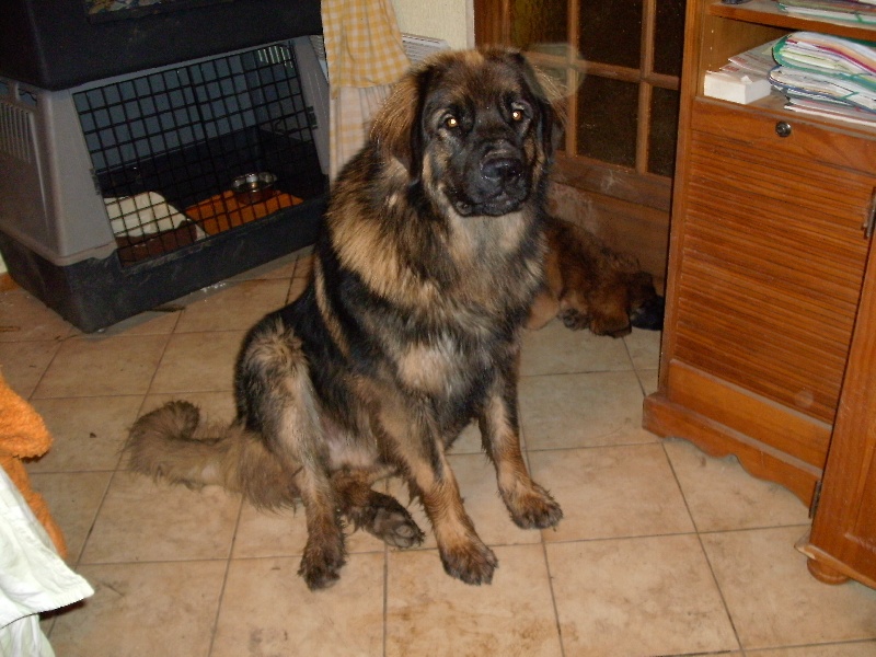 Chinook des amours de léos