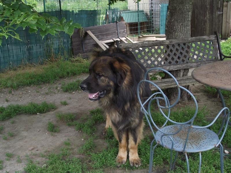 Chinook des amours de léos