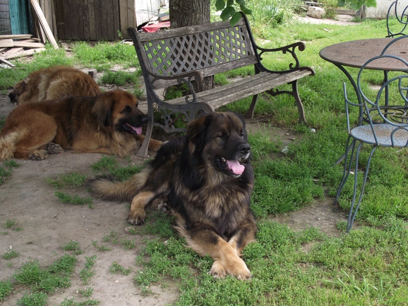 Chinook des amours de léos