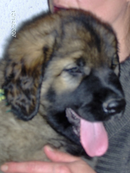 Chinook des amours de léos
