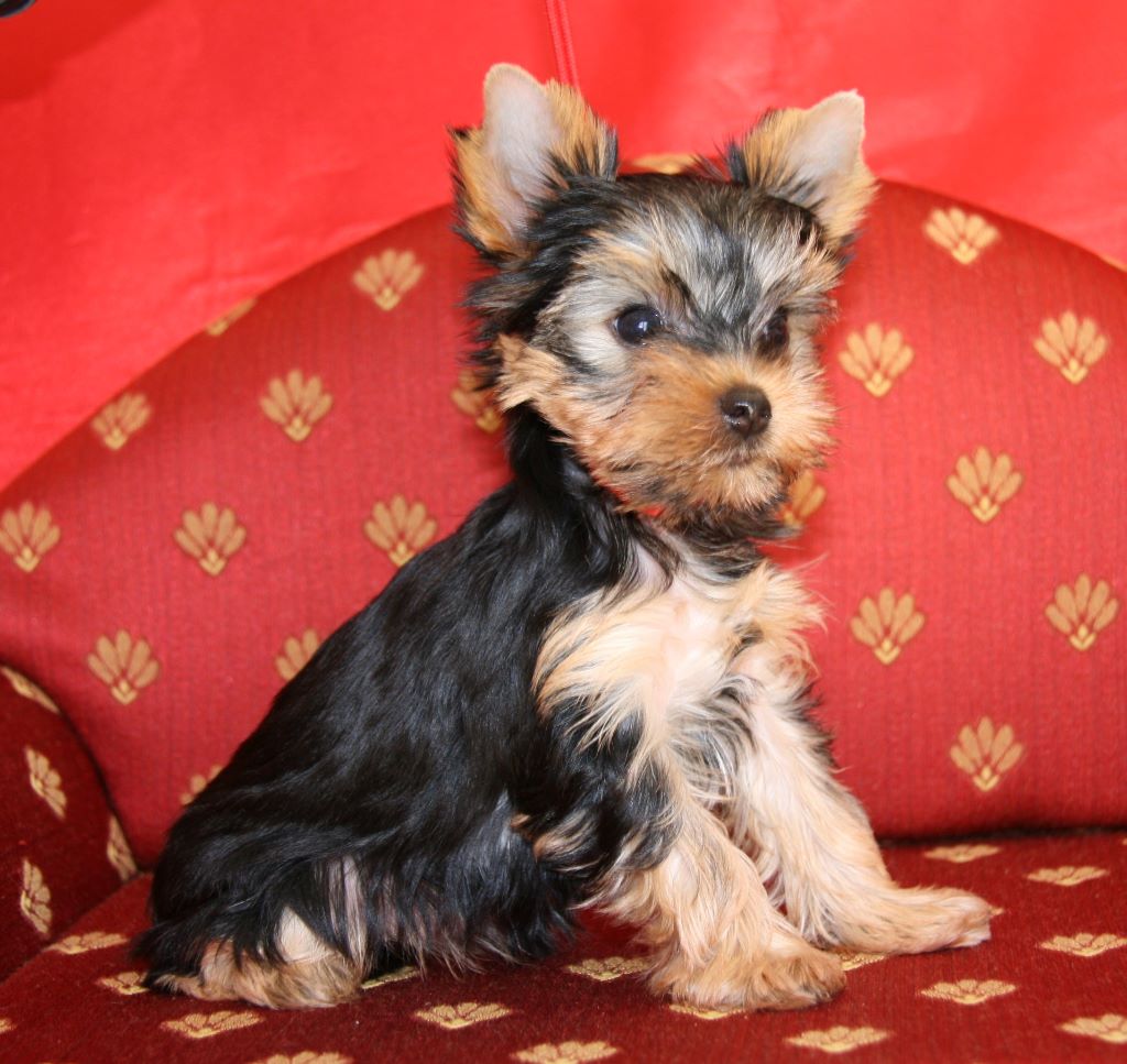 Chiot Yorkshire Terrier, PRINCESSE, femelle disponible en Nouvelle
