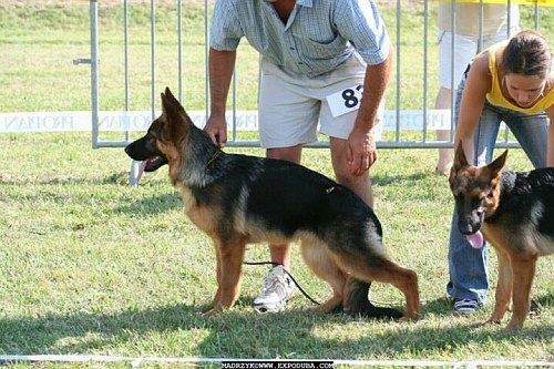 Publication : Kerastivel