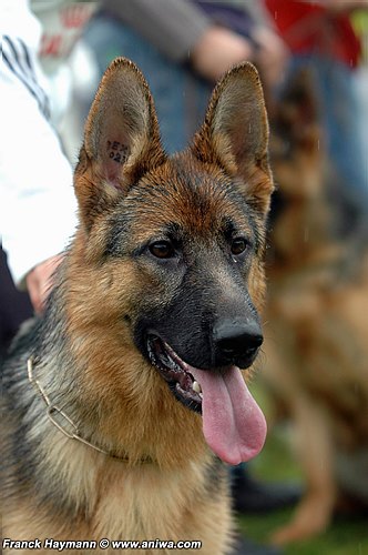 Publication : Kerastivel