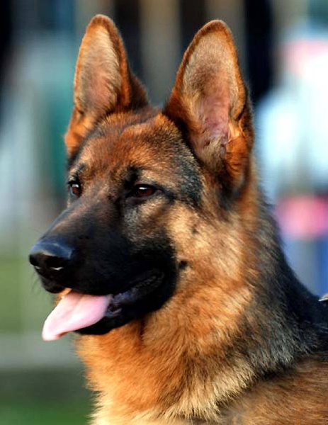 Publication : Kerastivel