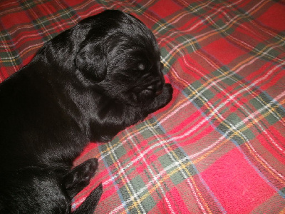 Les chiots de Berger de Brie
