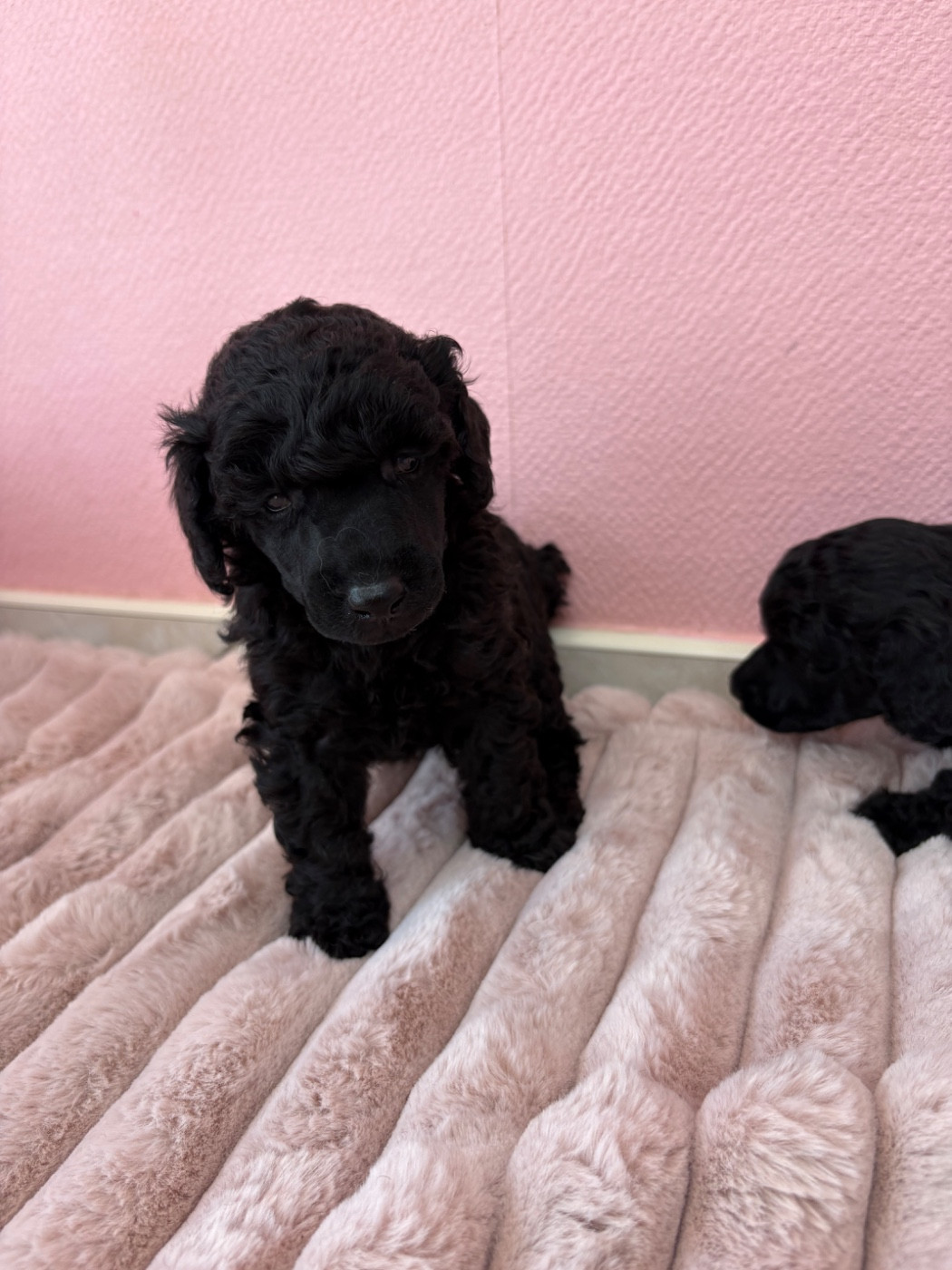 Chiot N°4 - Caniche