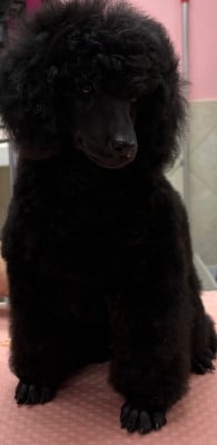 Les chiots de Caniche