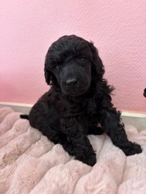 Les chiots de Caniche