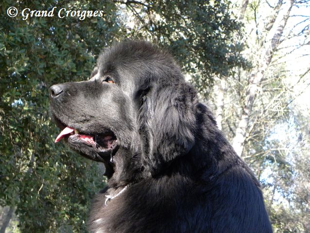 Publication : Du Domaine du Grand Croignes Auteur : A. Rouget