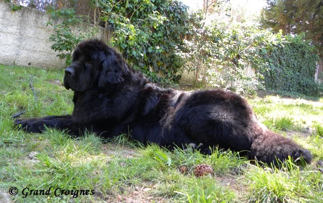 Diamenteka skipper's du Pays de Brocéliande