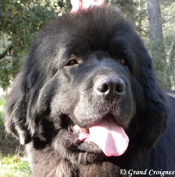 Publication : Du Domaine du Grand Croignes Auteur : A. Rouget