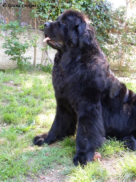 Diamenteka skipper's du Pays de Brocéliande