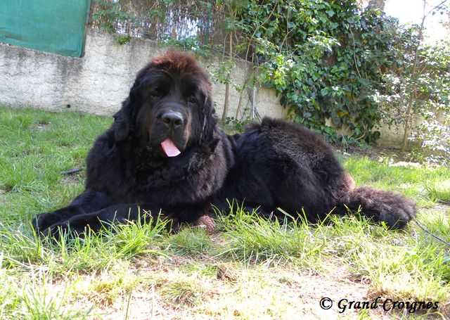 Diamenteka skipper's du Pays de Brocéliande