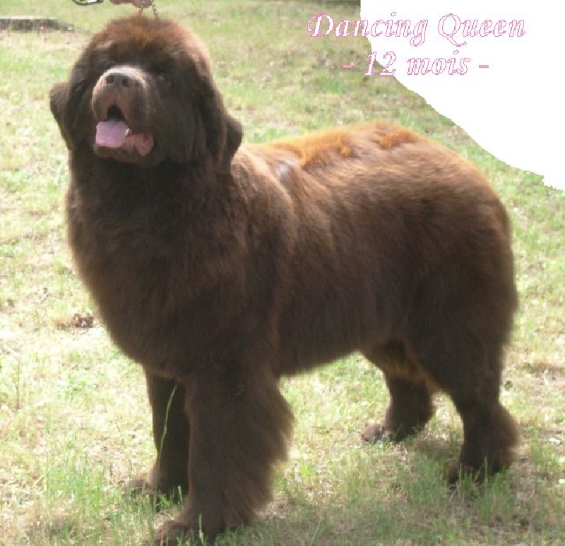 CH. Dancing queen Du Domaine du Grand Croignes