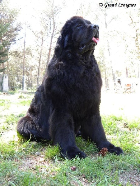 Diamenteka skipper's du Pays de Brocéliande