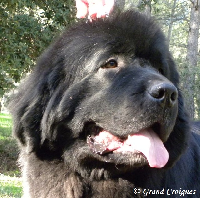 Publication : Du Domaine du Grand Croignes Auteur : A. Rouget