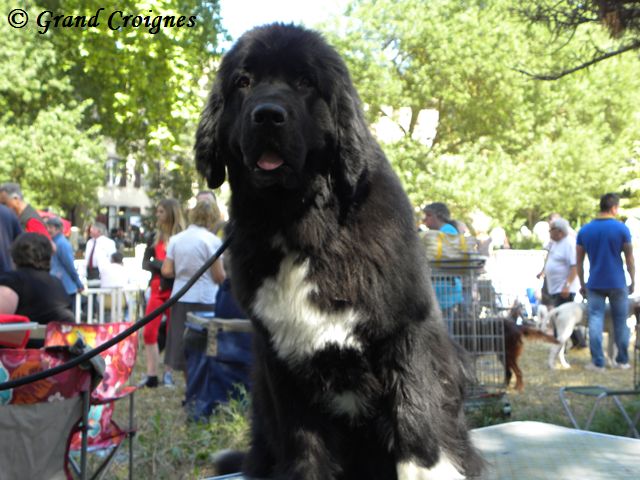 Publication : Du Domaine du Grand Croignes Auteur : A. Rouget