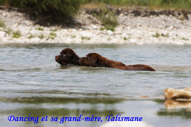 CH. Dancing queen Du Domaine du Grand Croignes