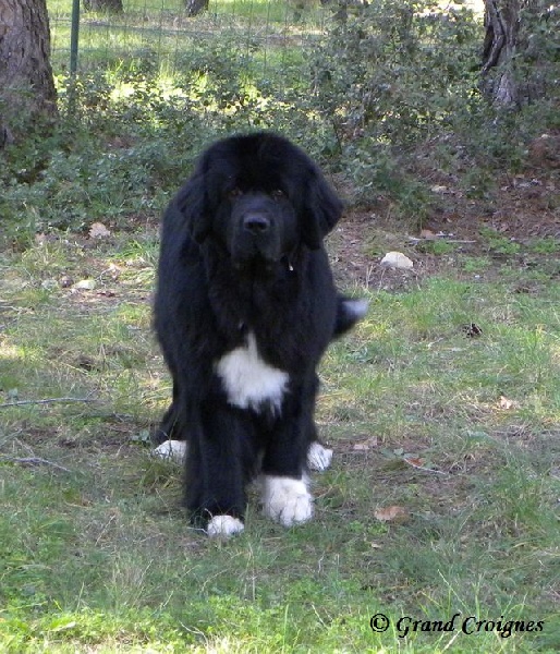 Publication : Du Domaine du Grand Croignes Auteur : A. Rouget