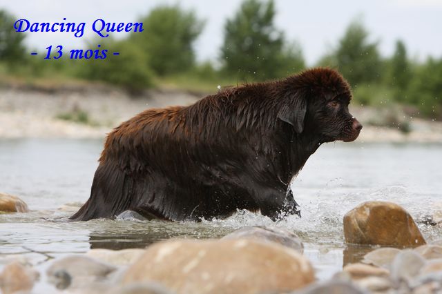 CH. Dancing queen Du Domaine du Grand Croignes