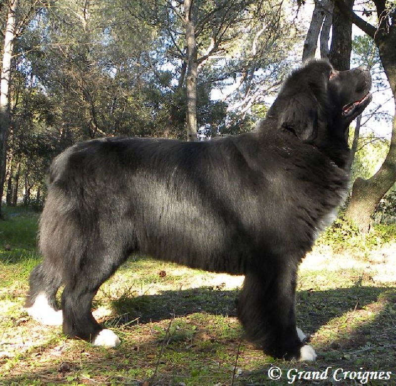 Publication : Du Domaine du Grand Croignes Auteur : A. Rouget