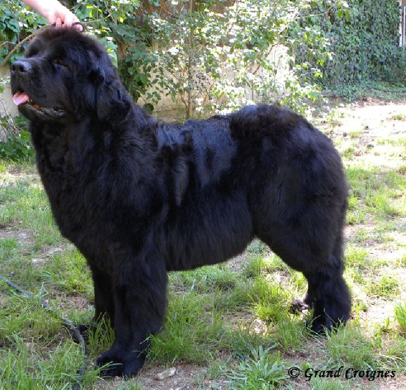 Diamenteka skipper's du Pays de Brocéliande
