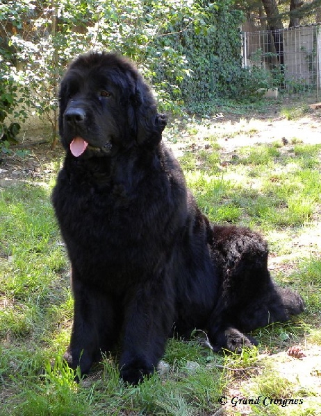 Diamenteka skipper's du Pays de Brocéliande