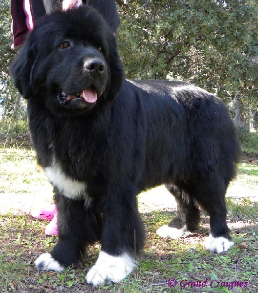 Publication : Du Domaine du Grand Croignes Auteur : A. Rouget