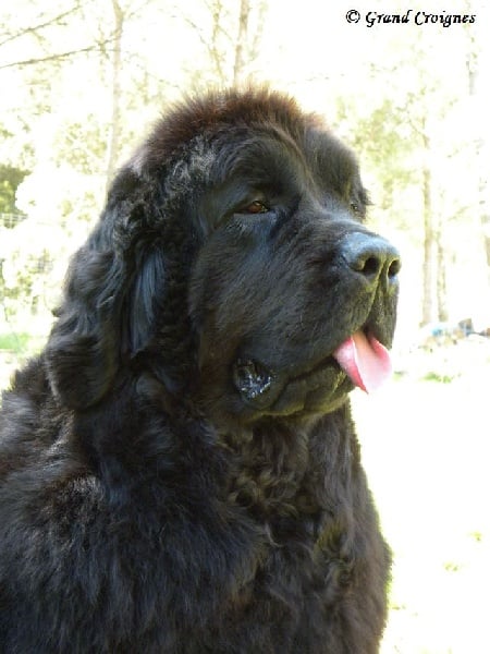 Diamenteka skipper's du Pays de Brocéliande