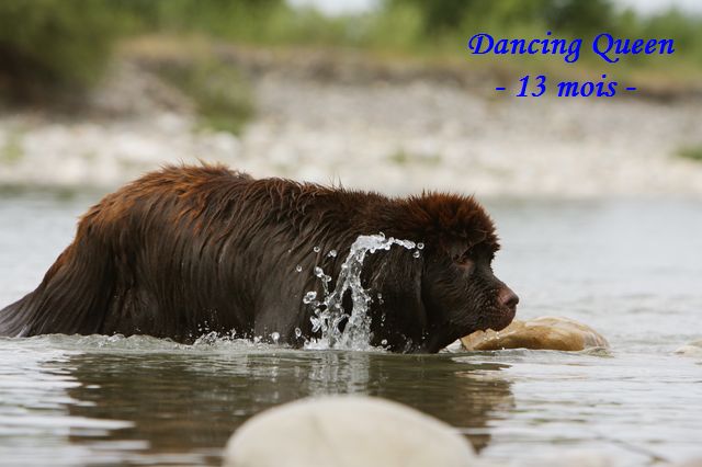 CH. Dancing queen Du Domaine du Grand Croignes