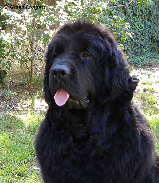 Diamenteka skipper's du Pays de Brocéliande