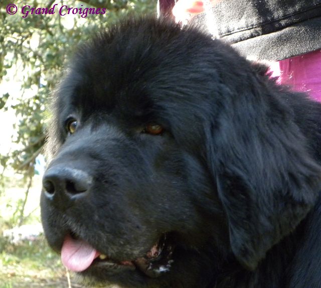 Publication : Du Domaine du Grand Croignes Auteur : A. Rouget