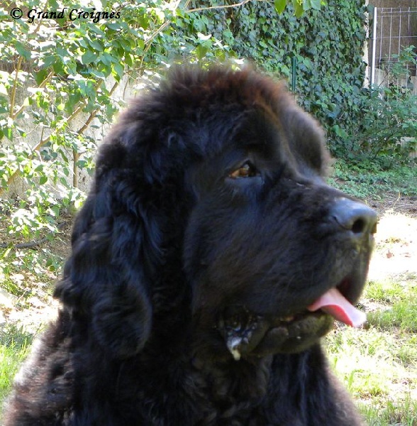 Diamenteka skipper's du Pays de Brocéliande