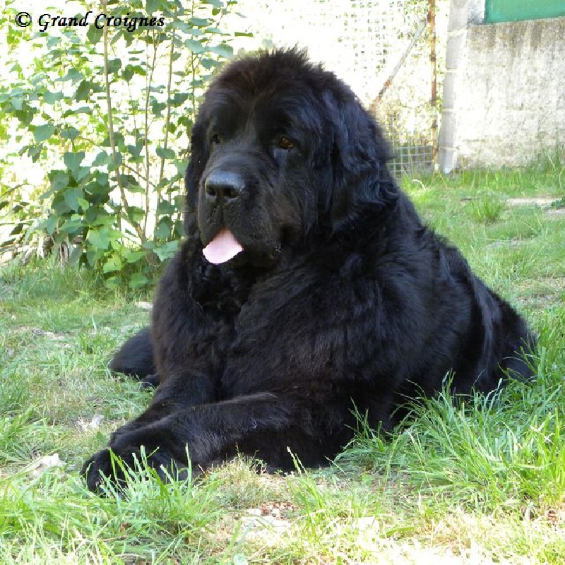Diamenteka skipper's du Pays de Brocéliande