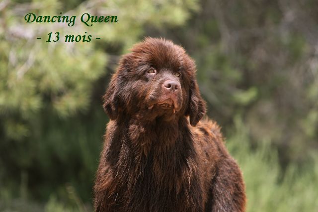 CH. Dancing queen Du Domaine du Grand Croignes