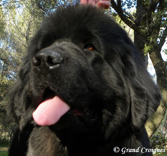 Publication : Du Domaine du Grand Croignes Auteur : A. Rouget