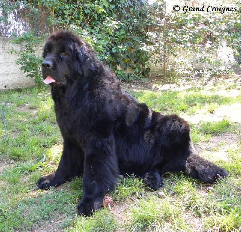 Diamenteka skipper's du Pays de Brocéliande