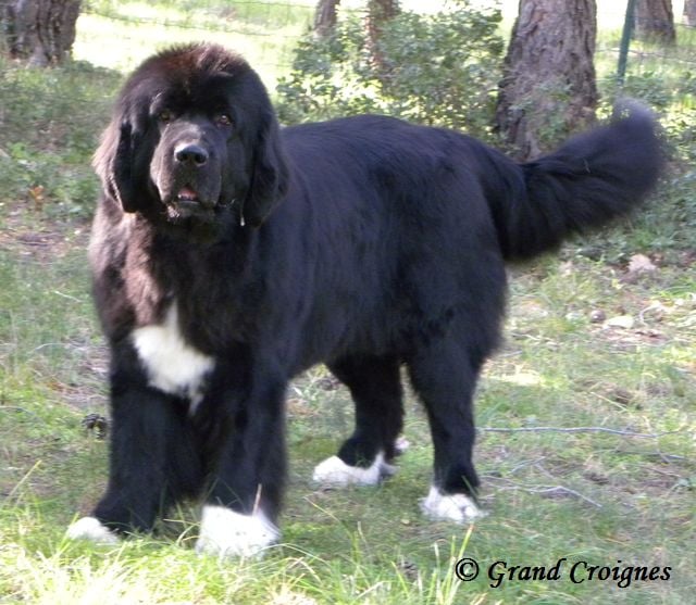 Publication : Du Domaine du Grand Croignes Auteur : A. Rouget