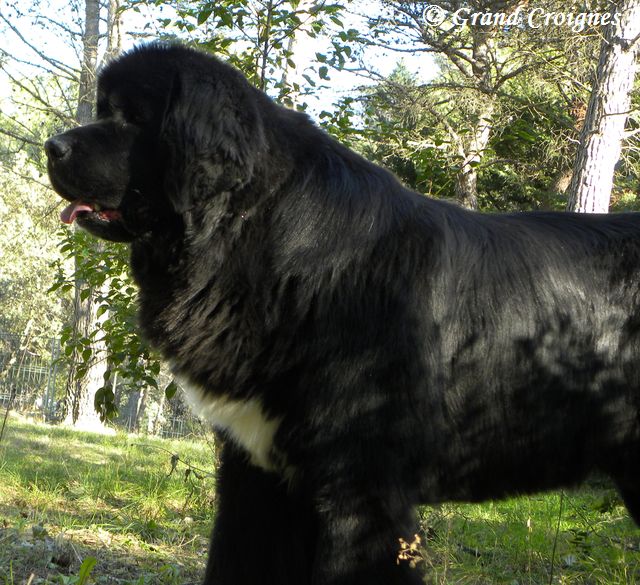 Publication : Du Domaine du Grand Croignes Auteur : A. Rouget