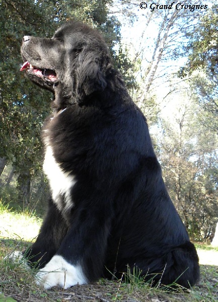 Publication : Du Domaine du Grand Croignes Auteur : A. Rouget