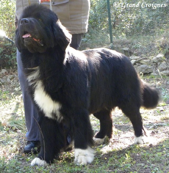 Publication : Du Domaine du Grand Croignes Auteur : A. Rouget